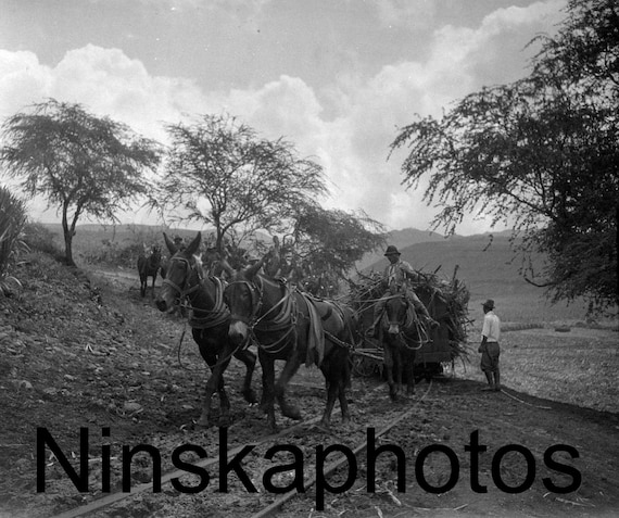 Transporting cane at a Sugar Cane Plantation near Honolulu, Hawaii, United States, 1920s antique photo reprint