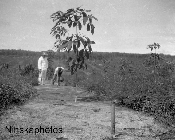 Rubber Plantation in Sumatra - Young Rubber Trees - Indonesia - 1925 - Fine Art Antique Photo Print - Vintage Photo - 3589