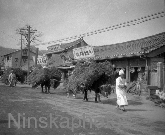 Seoul, Korea 1925 - Seoul Street Scene - 1920s antique photo reprint, vintage photo, art photo, South Korea, Cows Transporting Wood