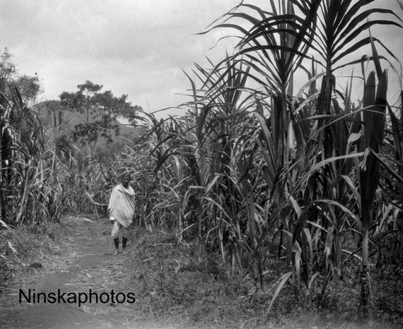 Village of Lawang - Man in Sugar Cane Field - Rural Sumatra - Indonesia - 1925 - Fine Art Antique Photo Print - Vintage Photo - 3375
