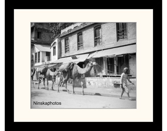 Camels, Street Scene in Benares, Varanasi, India Vintage Photo Reproduction by James Dearden Holmes - Historical Photo