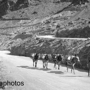Mules along the Khyber Pass near Landi Kotal - India - Pakistan - Vintage Photo Reproduction by James Dearden Holmes