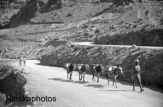 Mules along the Khyber Pass near Landi Kotal - India - Pakistan - Vintage Photo Reproduction by James Dearden Holmes