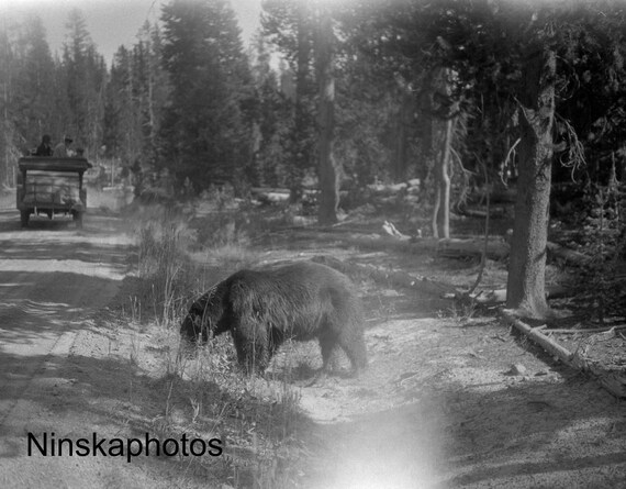 Bear at Yellowstone National Park, Wyoming - United States 1926 - Fine Art Antique Photo Print - Vintage Photo - 6111