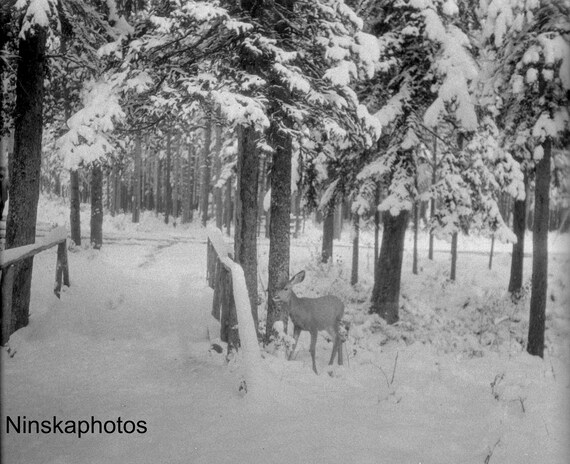 Banff National Park - Winter Scene with Baby Deer - Alberta Canada 1926 - Wildlife - Fine Art Antique Photo Print - Vintage Photo - 6441
