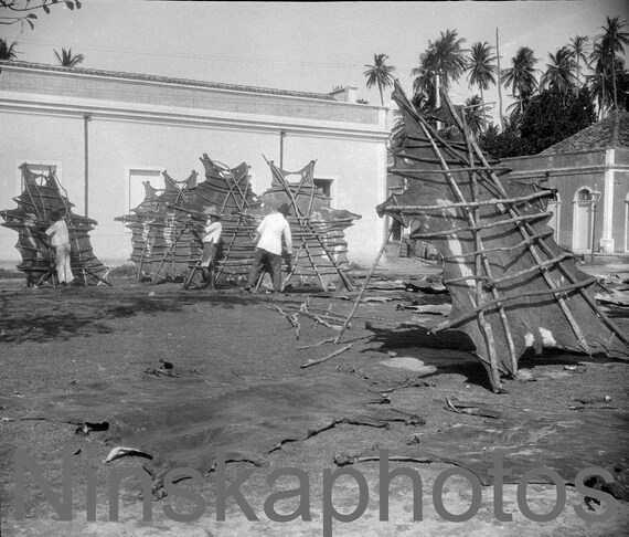 Drying Cow Hides in the Sun in Fortaleza, Brazil, 1920s antique photo reprint, North Brazil, Tannery, Wall Decor, Vintage Photo