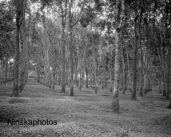 Rubber Plantation in Sumatra - Indonesia - 1925 - Fine Art Antique Photo Print - Vintage Photo - 3593