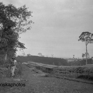 インドネシア、スマトラ島メダン近郊のタバコ農園 - 1925 - 美術アンティーク写真プリント - ビンテージ写真 - 3650