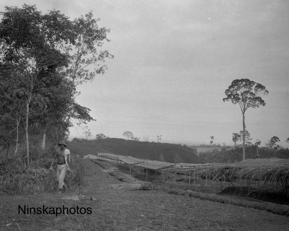 Tobacco Plantation near Medan, Sumatra Indonesia - 1925 - Fine Art Antique Photo Print - Vintage Photo - 3650