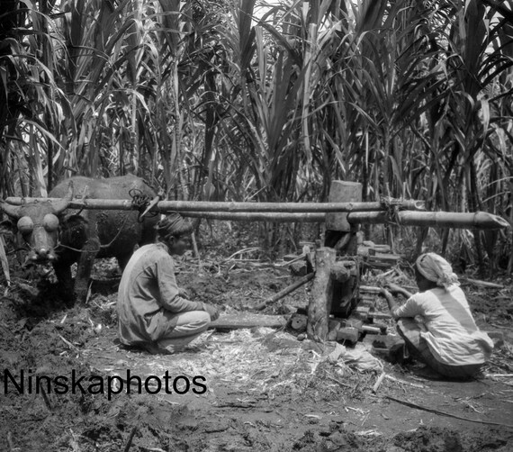 Native Sugar Mill pulled by Buffalo - Lawang Village - Sumatra, Indonesia - 1925 - Fine Art Antique Photo Print - Vintage Photo - 3379