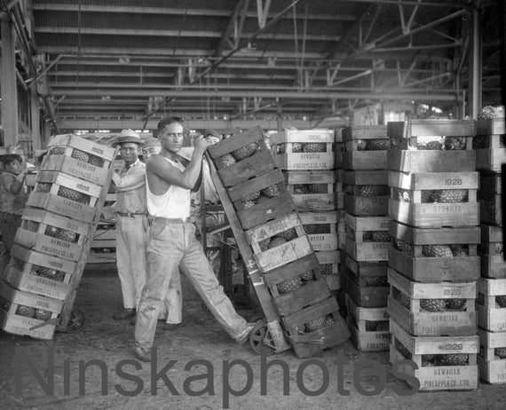 Factory Workers at the Hawaiian Pineapple Company Factory - Dole Food Company, Hawaii, United States, 1920s antique photo reprint