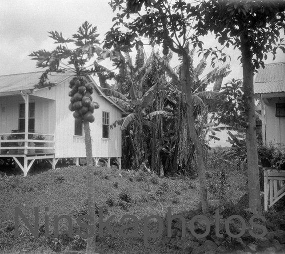 Houses and Gardens in Honolulu, Hawaii, United States, 1920s antique photo reprint - Art Photo - Wall Decor - Photo History - Local History