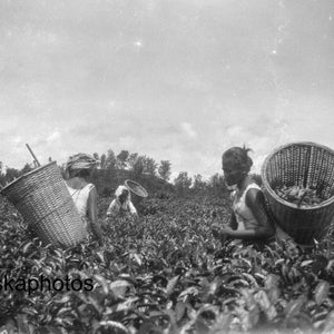 Tea Picking in Rural Sumatra - Indonesia - 1925 - Fine Art Antique Photo Print - Vintage Photo - 3636