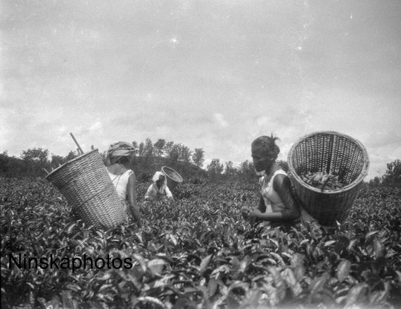 Tea Picking in Rural Sumatra - Indonesia - 1925 - Fine Art Antique Photo Print - Vintage Photo - 3636
