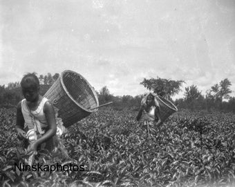 Tea Picking in Rural Sumatra - Indonesia - 1925 - Fine Art Antique Photo Print - Vintage Photo - 3637