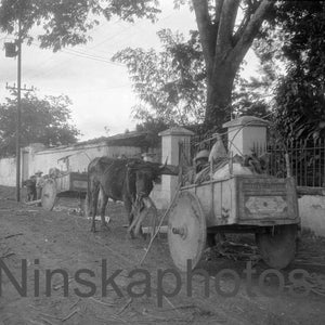 コスタリカのサンホセにあるコーヒー農園に停まっている牛車。J. ディアデン ホームズ撮影、1920 年代のアンティーク写真の復刻版