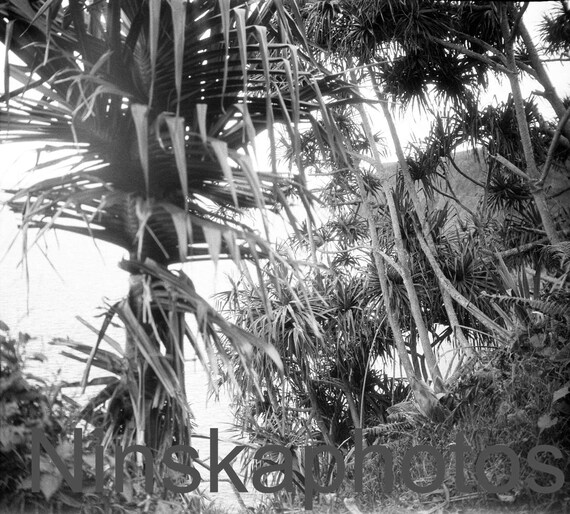 Palms and Coastline from the Hilo Railway, Hilo, Hawaii, United States, 1920s antique photo reprint - Wall Decor - Art Photo - Home Decor