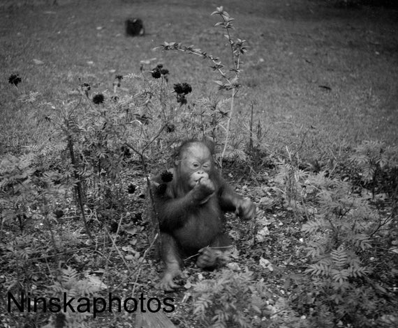 Bill the Orangutan in Sarawak, Borneo, Malaysia by J. Dearden Holmes, 1920s antique photo reprint, Animal, Primate, Wildlife