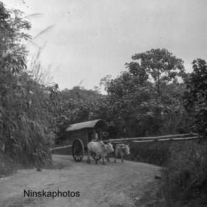 Bamboebomen op ossenkarren op tabaksplantage nr Medan, Sumatra Indonesië - 1925 - Fine Art Antieke Foto print - Vintage Foto - 3646