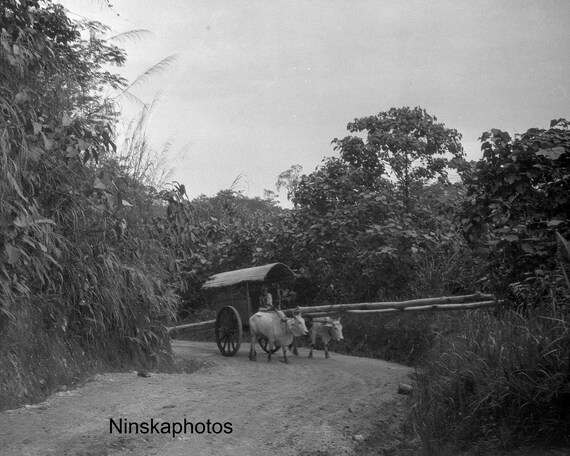 Bamboo Trees on Bullock Carts on Tobacco Plantation nr Medan, Sumatra Indonesia - 1925 - Fine Art Antique Photo Print - Vintage Photo - 3646