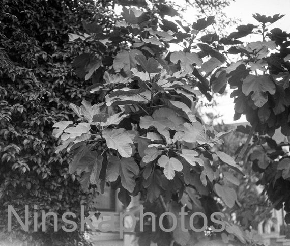 Santa Barbara - A Fig Tree, California, United States, 1920s antique photo reprint, black and white photo, Botanical Photo