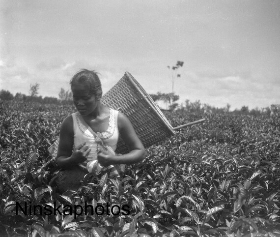 Tea Picking in Rural Sumatra - Indonesia - 1925 - Fine Art Antique Photo Print - Vintage Photo - 3639