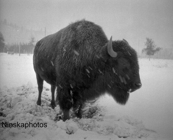 American Bison at Banff National Park, Canada 1926 Animal - Wildlife Photography - Fine Art Antique Photo Print - Vintage Photo - 6435