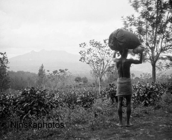 On a Tea Estate along the Mysore Road from Ootacamund, India - Vintage Photo Reproduction by James Dearden Holmes - Ooty - Udhagamandalam