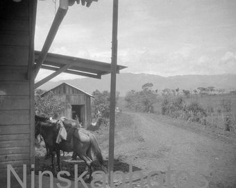 1920s Costa Rica, Port Limon House and Horse by J. Dearden Holmes, 1920s antique photo reprint, Vintage Photography