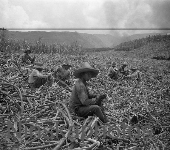 Lunch Break at a Sugar Cane Plantation near Honolulu, Hawaii, United States, 1920s antique photo reprint - Cutting Sugar - Agriculture