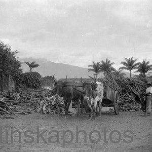 Plantación de café en San José, Bullock Cart, Costa Rica por J. Dearden Holmes, reimpresión de fotos antiguas de la década de 1920, Fotografía vintage