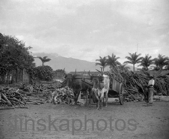 Coffee Plantation in San Jose, Bullock Cart, Costa Rica by J. Dearden Holmes, 1920s antique photo reprint, Vintage Photography