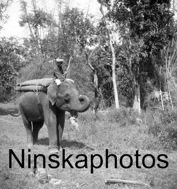 Thanjavur, India, Man riding an Elephant, Tamil Nadu by J. Dearden Holmes, 1920s antique photo reprint - South India - Vintage Photo