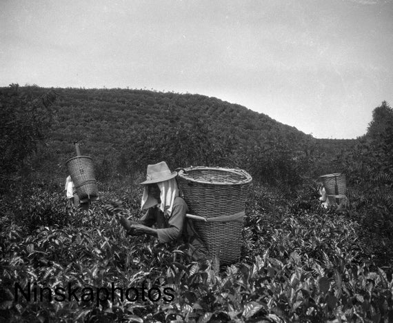 Tea Picking in Rural Sumatra - Indonesia - 1925 - Fine Art Antique Photo Print - Vintage Photo - 3633