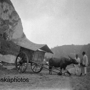 ブキティンギ近郊のカルボウウェンガットの水牛車 - インドネシア、スマトラ島 - 1925 - 美術アンティーク写真プリント - BNW - ビンテージ写真 - 3340