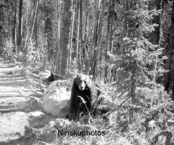 Bear at Yellowstone National Park, Wyoming - United States 1926 - Fine Art Antique Photo Print - Vintage Photo - 6174