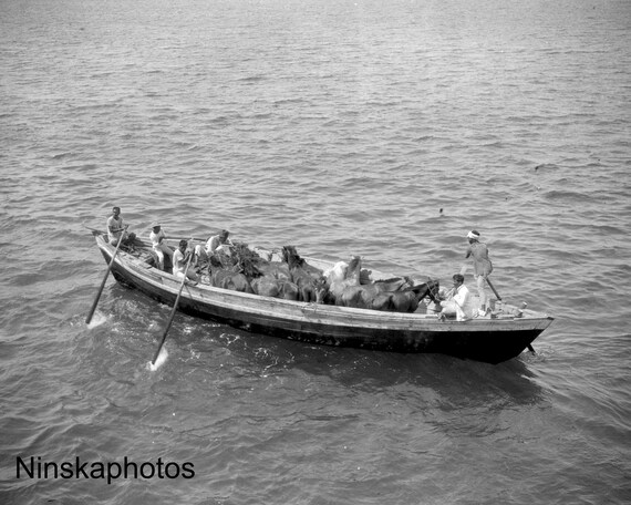 Boat full of Ponies - Off Sumatra, Indonesia - 1925 - Fine Art Antique Photo Print - Vintage Photo - 3312