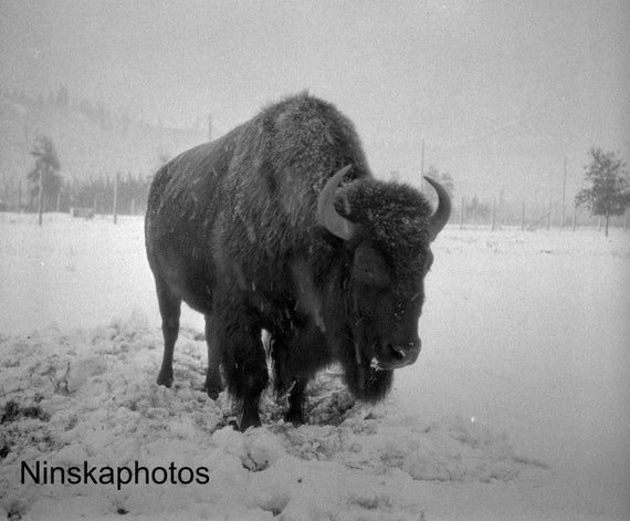 American Bison at Banff National Park, Canada 1926 Animal - Wildlife Photography - Fine Art Antique Photo Print - Vintage Photo - 6437