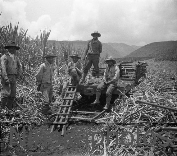 Men laying a temporary railroad at a Sugar Cane Plantation near Honolulu, Hawaii, United States, 1920s antique photo reprint