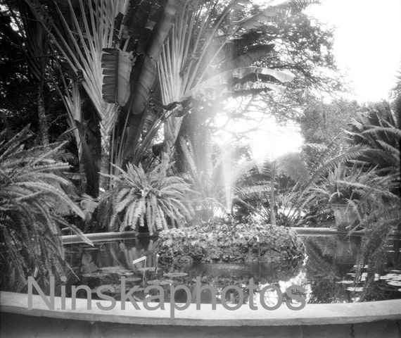Hope Gardens Fountain, Kingston, Jamaica, 1920s antique photo reprint, nature photo, tropical decor