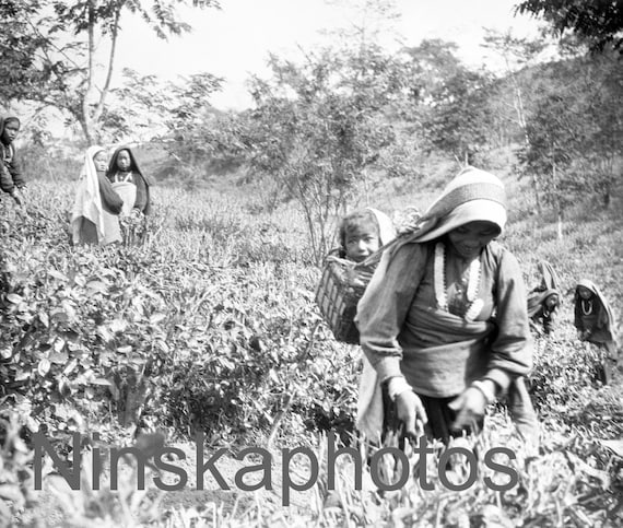 Darjeeling Tea Factory in Nagri, India 1925 - Tea Pruning - Women and Children by J. Dearden Holmes, 1920s antique photo reprint