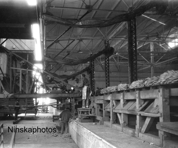 New Orleans, Loading Bananas by Mechanical Conveyor, Louisiana, United States 1927 - Fine Art Antique Photo Print - Vintage Photo - 7474