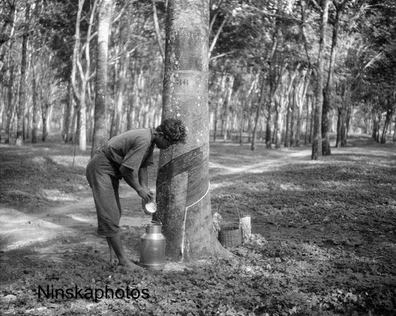Rubber Plantation in Sumatra - Man Emptying Latex Can, Indonesia - 1925 - Fine Art Antique Photo Print - Vintage Photo - 3601