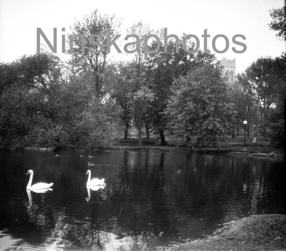Swans in Loring Park, Minneapolis, Minnesota, United States, 1920s antique photo reprint