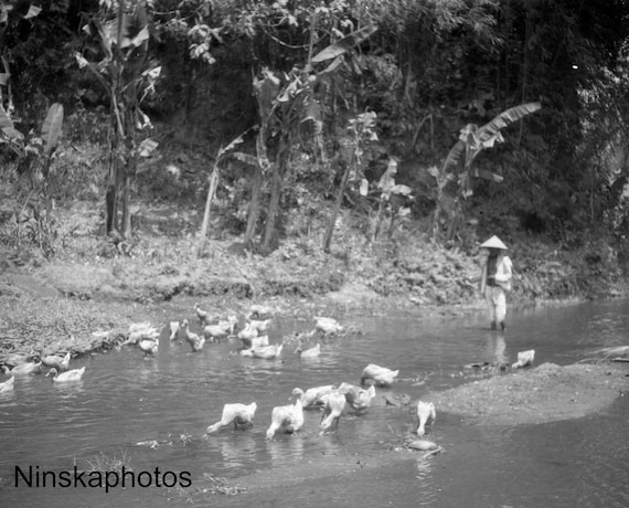 Goose Herd in Village near Yogyakarta - Java, Indonesia - 1925 - Fine Art Antique Photo Print - BNW - Vintage Photo - 3206