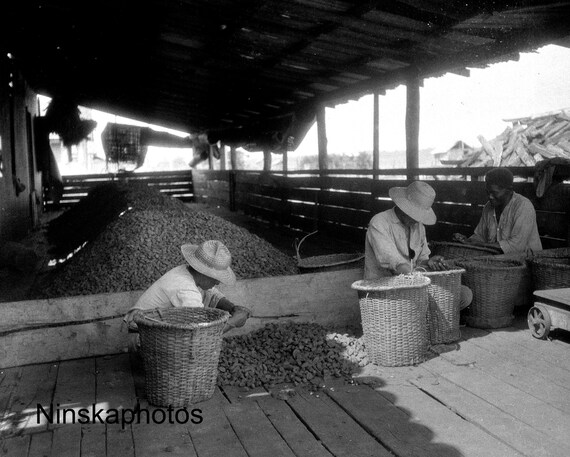 Sorting Brazil Nuts in Arumanduba near Amazon River, Para, Brazil 1927 - Fine Art Antique Photo Print - Vintage Photo - 9015