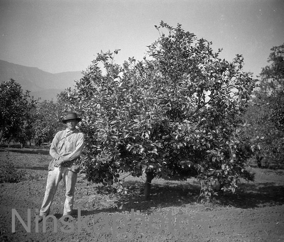 1920s Montecito - A Lemon Orchard, California, United States, 1920s antique photo reprint, black and white photo, landscape
