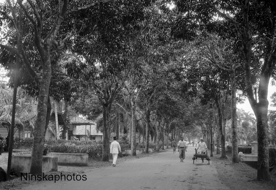 Mangga Laan Avenue, near Polonia, Medan, Sumatra - Indonesia - Vintage Photo Reproduction by James Dearden Holmes - Historical Photo