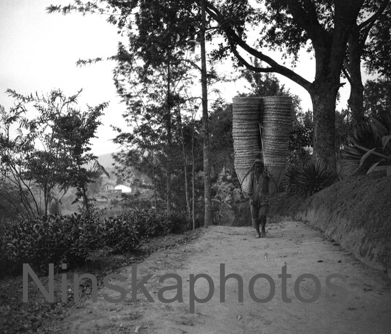 Nagri, India 1925 - A worker on a Darjeeling Tea Estate by J. Dearden Holmes, 1920s antique photo reprint, vintage photo