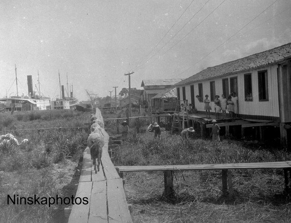 Goats walking along elevated wooden path in Arumanduba, Para, Brazil 1927 - Fine Art Antique Photo Print - Vintage Photo - 9013